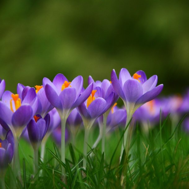 Lente