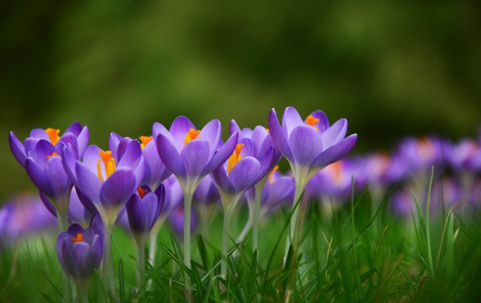 Lente